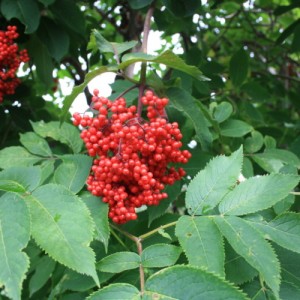 Саженец бузины красной Камчатская