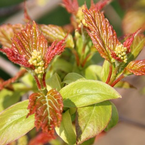 Сеянец клёна Татарский (до 20 см)