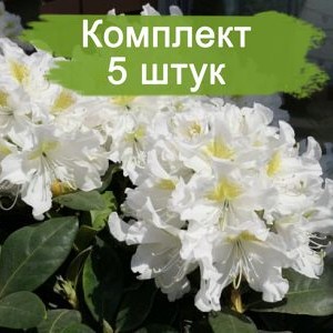 Саженцы рододендрона Каннингемс Уайт (Cunningham’s White) -  комплект 5 шт.