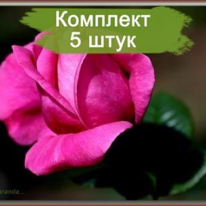 Саженцы чайно-гибридной розы Джакаранда (Jacaranda) -  комплект 5 шт.