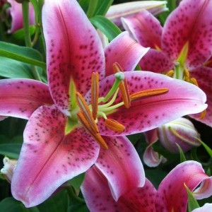 Луковица лилии Старгейзер (Stargazer)