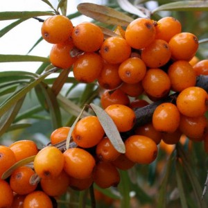 Саженец облепихи Любимая