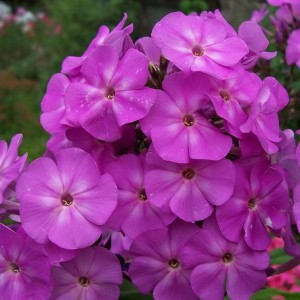 Саженец флокса Аметист (Amethyst)