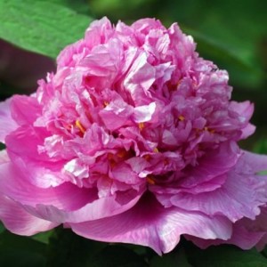 Саженец пиона древовидного Калофул Пейнтинг (Colorful Painting)