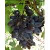 Виноград Кармен