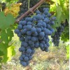 Виноград Карменер