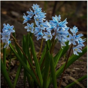 Пушкиния Пролесковидная