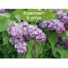 Сеянцы сирени Lavander Lady - комплект 5 шт.