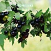 Саженцы смородины золотистой Барнаульской - комплект 5 шт.